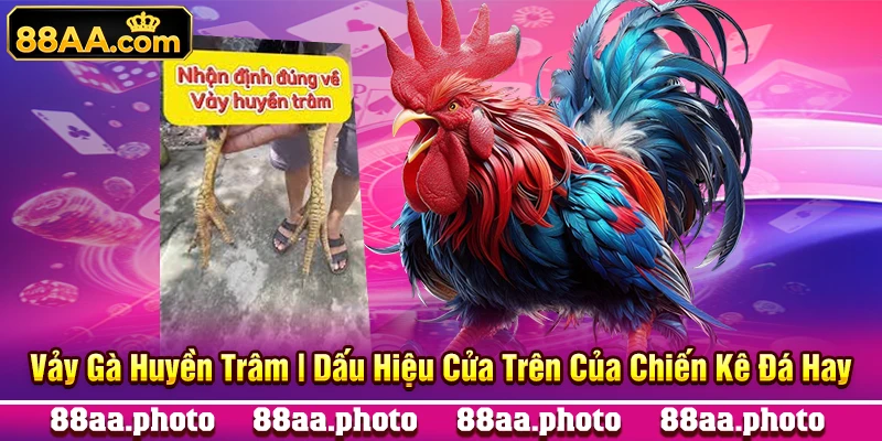 Vảy Gà Huyền Trâm | Dấu Hiệu Cửa Trên Của Chiến Kê Đá Hay